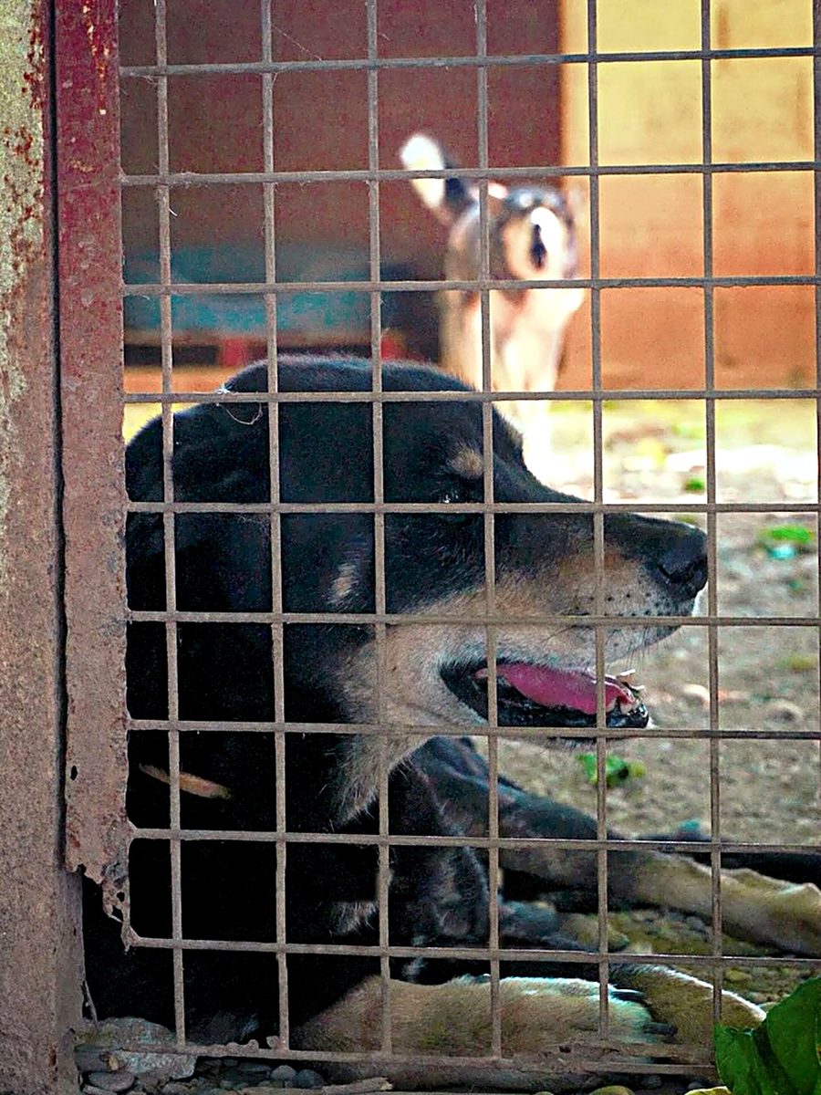 Perro esperando en el box de una protectora de animales